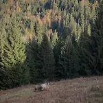 Serpanok верховина Iltsi