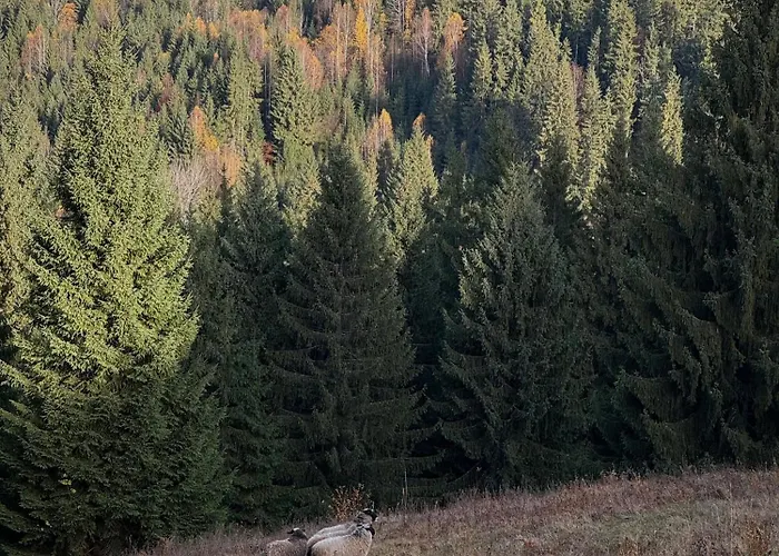 Serpanok верховина Iltsi