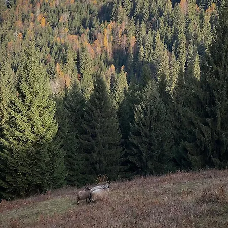 Serpanok верховина Iltsi